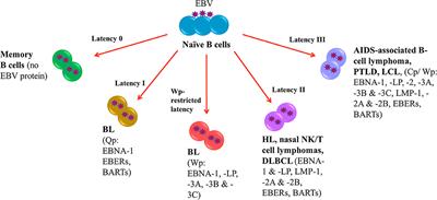 Viral-Targeted Strategies Against EBV-Associated Lymphoproliferative Diseases